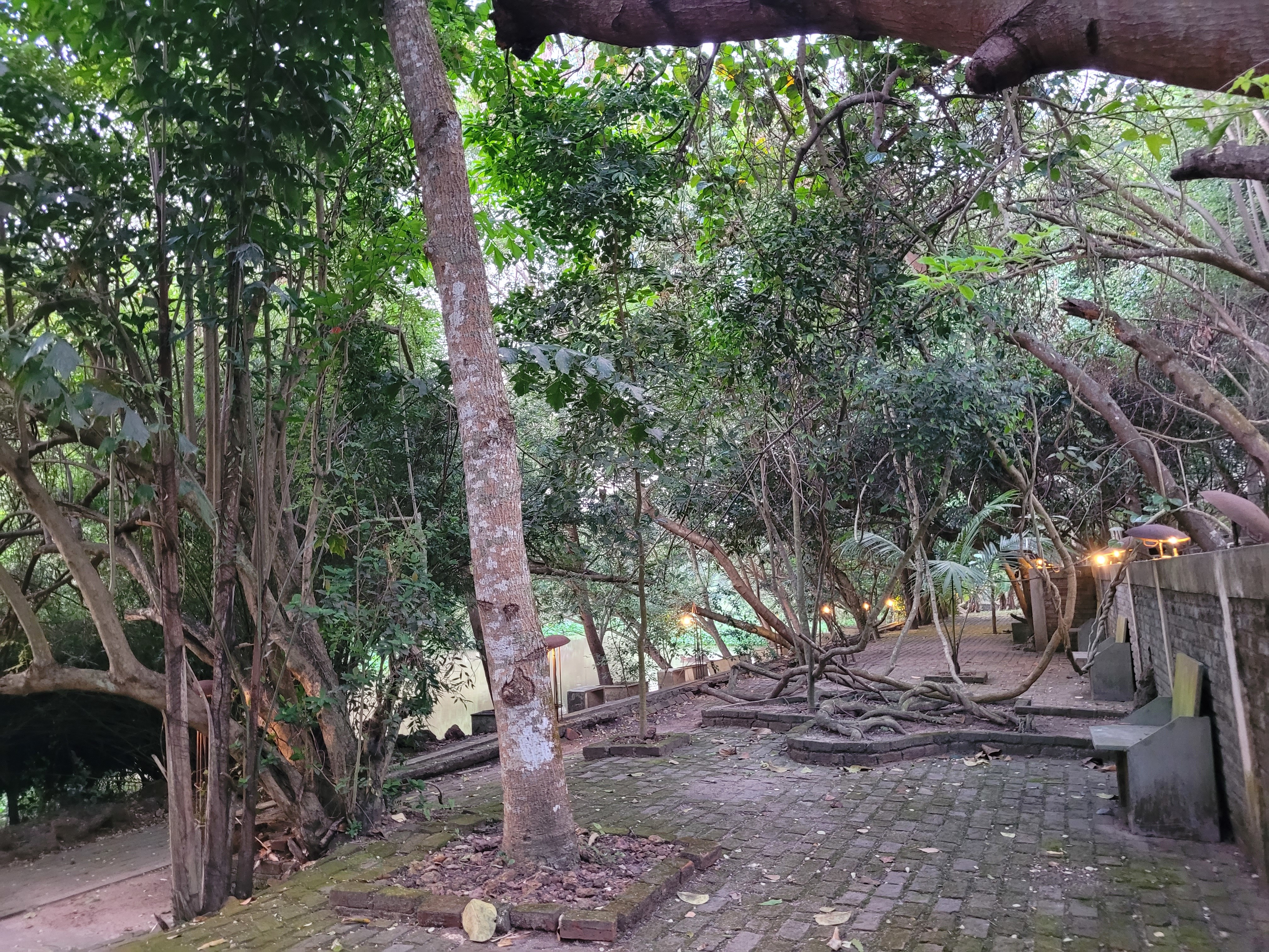 Dense tropical trees near a brick wall with lights attached to it