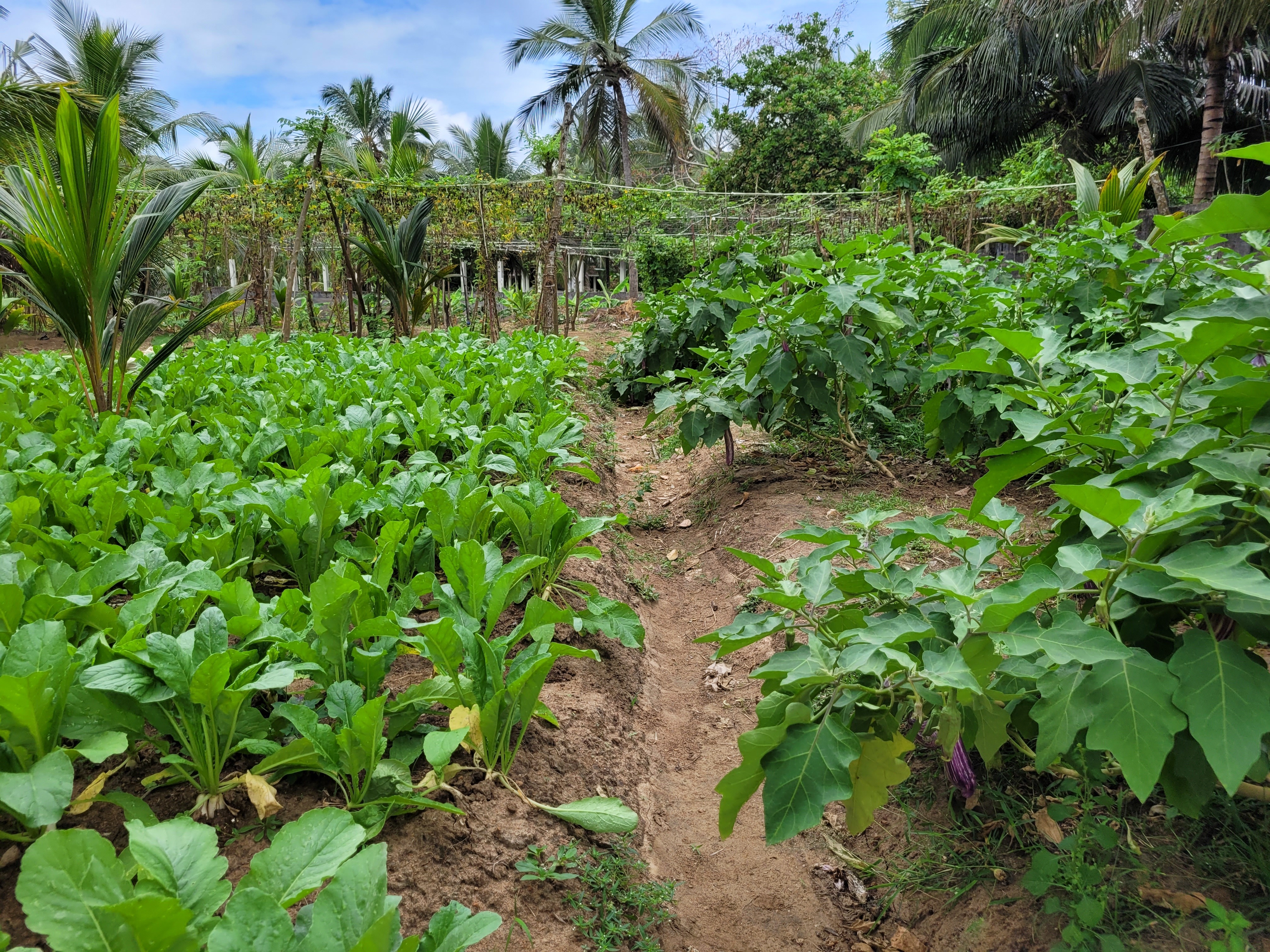 A lush vegetable garden surrounded by tropical trees