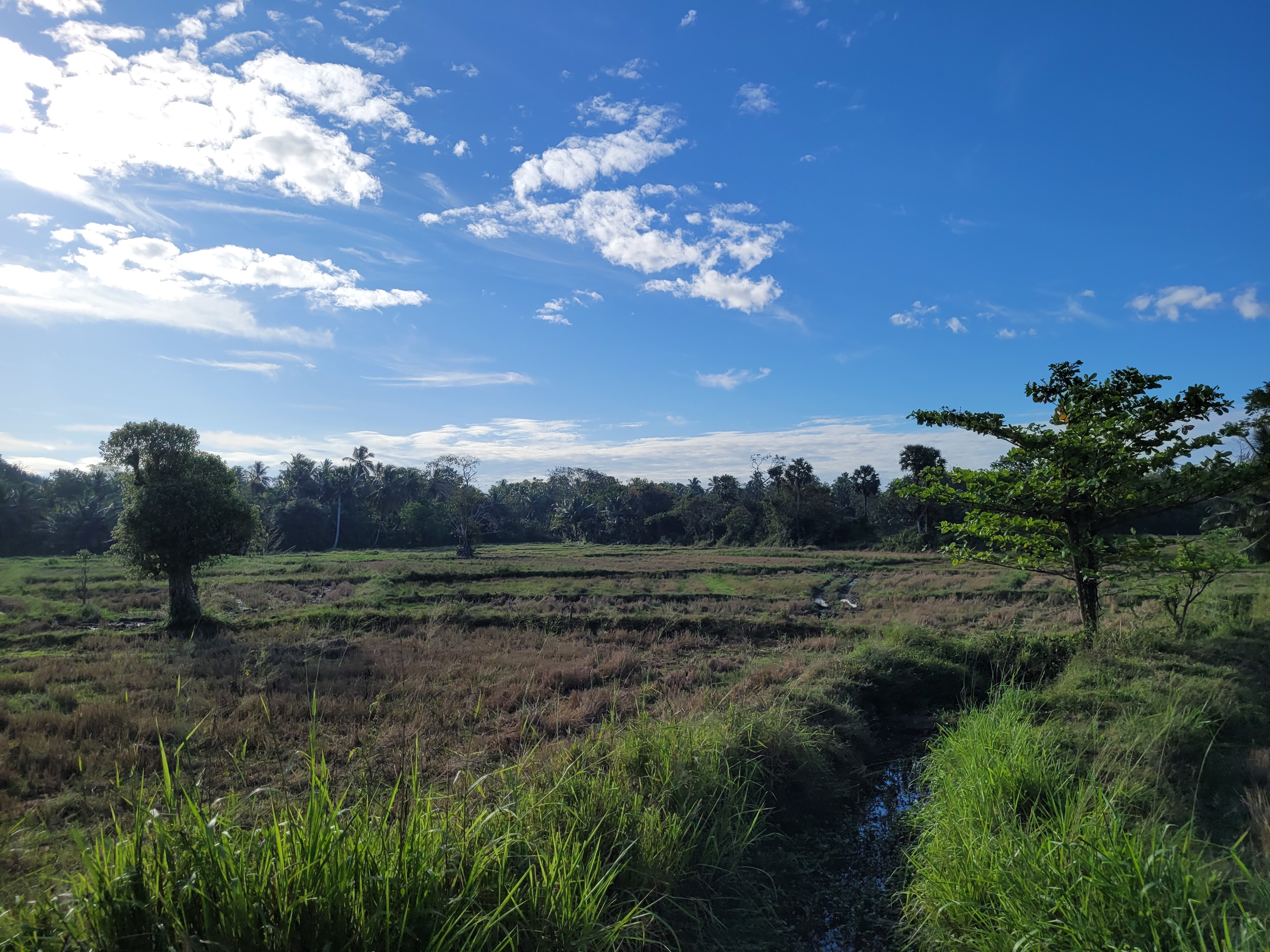 Rice paddies surrounded by dense jungle trees
